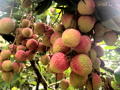 嶺南六月荔枝丹，‘馬甲’增添別樣紅——技術(shù)推廣服務(wù)助力產(chǎn)業(yè)升級(jí)